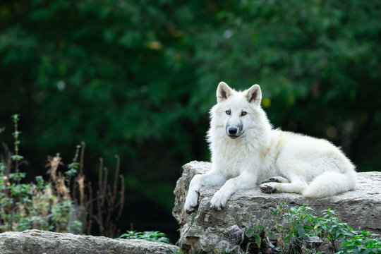 Artic Wolf In The Forest