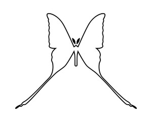 Comet moth vector icon isolated on white. Male