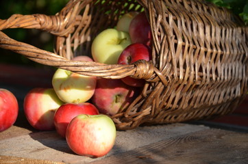 Organic apples in basket in summer grass. Fresh apples in nature.