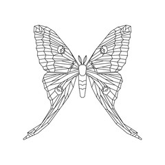 Comet moth vector illustration isolated on white. Female