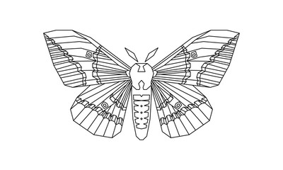 Imperial Moth, Eacles imperialis vector illustration on white