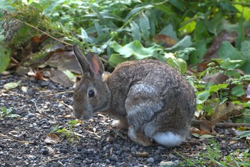 Cotton tail rabbit