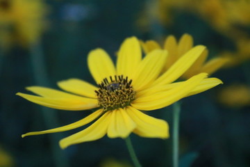 Roadside Bloom