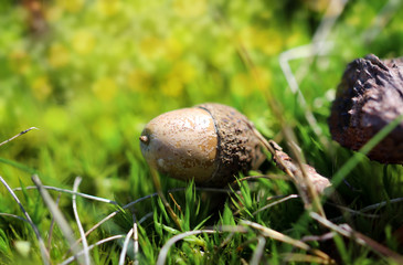 Eicheln, Eichen, Baum, Herbst, Spätsommer, Laub, Moos 