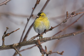 Siskin sits on a branch of a wild apple in a forest park under the spring sun.