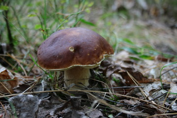 Boletus