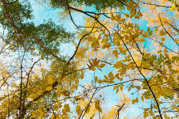 upper tree branches autumn sunny day on the background of the blue sky