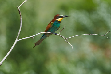 Bee-eater sits on a branch against the backdrop of greenery in a ravine in the spring during the breeding season.