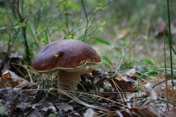 Borowik © Monika