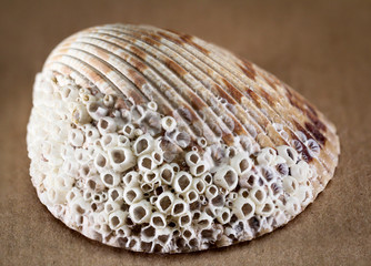 Detail einer Schnecke, Muschel