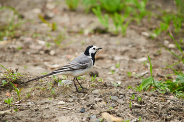 White wagtail stands on stony ground against the background of growing grass.