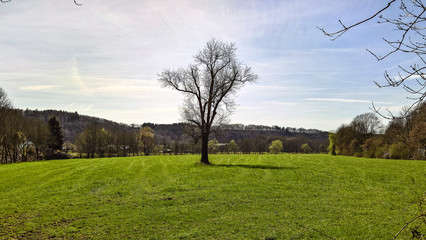 Fototapeta premium Sole Tree on the Field