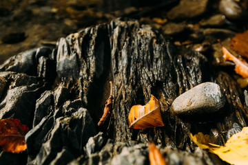 Yellow leaves on the surface of a mountain river