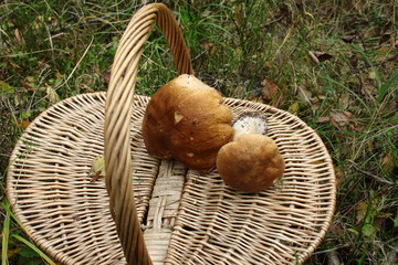 Prawdziwki leżące na wiklinowym koszu, grzybobranie © Monika