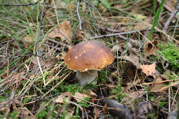 Boletus among forest litter and grasses