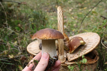 Borowik trzymany w dłoni na tle kosza pełnego grzybów, udane grzybobranie