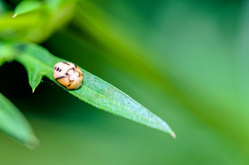 Close-up small insect shapes look quaint sleeping on a green leaf