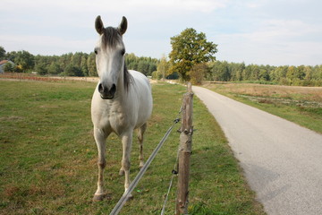 Biały koń na pastwisku