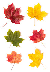 Autumn maple leaf set isolated on a white background