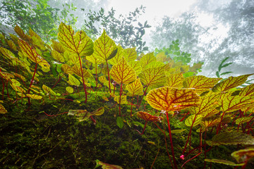 Begonia leafs on the rock in the woods shallow depth of Rain forest at Phuhinrongkla National Park Nakhon Thai District in Phitsanulok, Thailand.