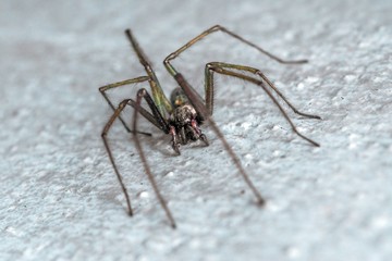 pająk kątnik na jasnej ścianie