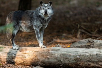 Obraz premium Black Wolf in the forest