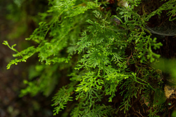 close-up of green sphagnum moss in autumn in Tropical Rainforest foggy weather