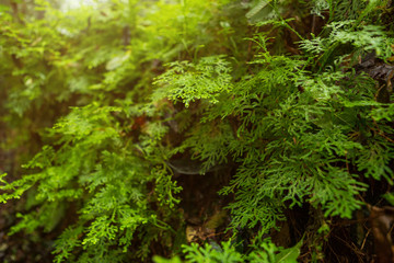 close-up of green sphagnum moss in autumn in Tropical Rainforest foggy weather