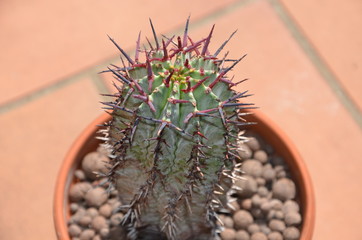 cactus
