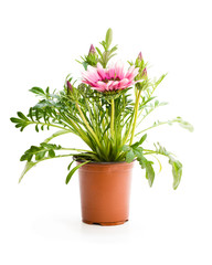 Naklejka na ściany i meble Colorful Gazania plant in the flowerpot isolated on white