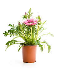 Colorful  Gazania plant in the flowerpot isolated on white