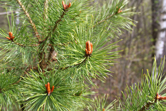 Branches of coniferous tree