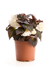 White  Begonia plant in the flowerpot isolated on white