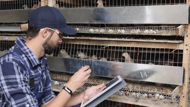 An enterprising farmer uses a digital tablet on a quail farm