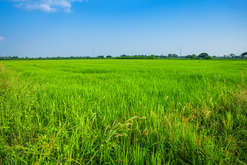 Beautiful green cornfield with fluffy clouds sky background.