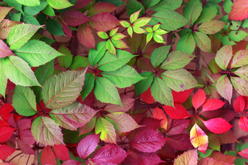 Beautiful background of colorful autumn leaves