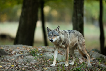 Obraz premium Grey wolf in the forest