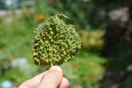 Grape phylloxera diseases.  Grape phylloxera (Phylloxera vastatrix) is a pest of commercial grapevines worldwide.