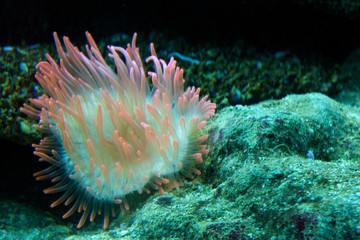 Anemone