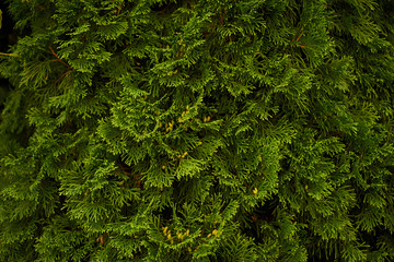 Ornamental shrubs ,Wall shrubs green background bush juniper