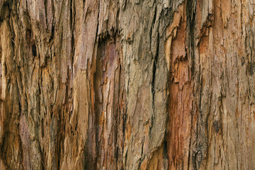Bark of an adult tree in the forest