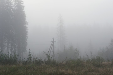 Landscape forest in fog