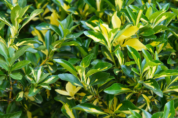 Euonymus japonicus mediopictus or japanese spindles evergreen shrub