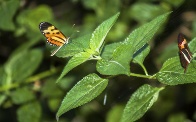 Two butterflies perched on leaves.