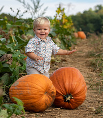 Little Boy in a Pumpkin Patch 