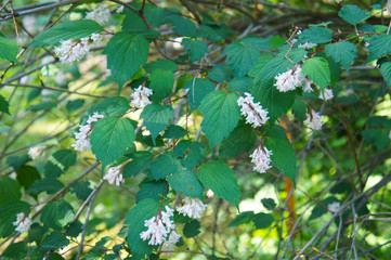 Neillia sinensis or chinese neillia green shrub with pink fowers