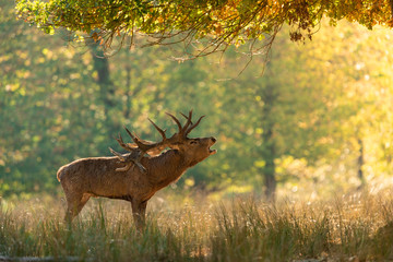 Deer in the forest