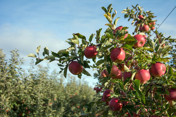 Top part of an apple tree with many ripe, red apples against blue sky in an orchard