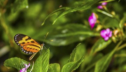 Butterflie perched on leaves.