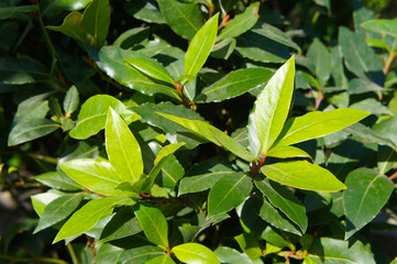 Shrub of green plural bay leaves 